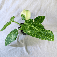 Philodendron Jose Buono