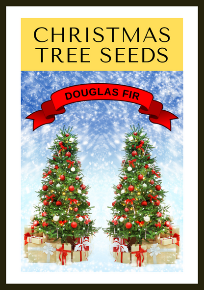 20 DOUGLAS FIR Tree Abies Pseudotsuga Menziesii Christmas Tree Blue Douglas Pine Spruce Native Evergreen Seeds
