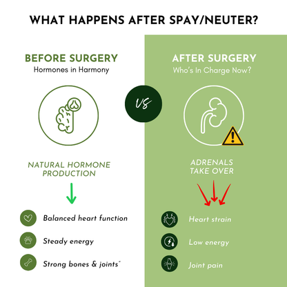 Holistic Total Body Support Multivitamin Glandular Support For Dogs And Cats