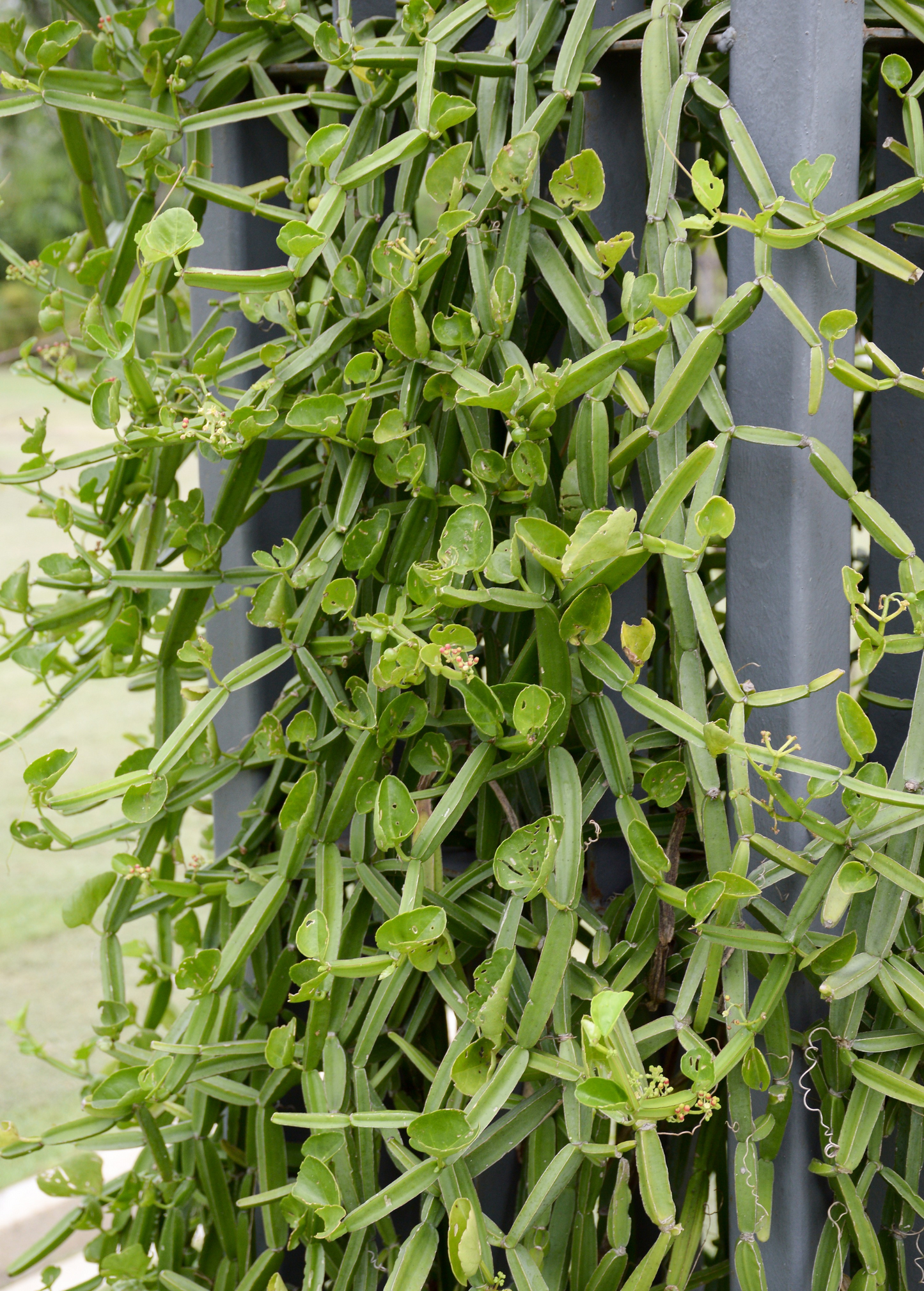 Veld Grape Plant Cutting - Cissus quadrangularis, Medicinal Herb, Climbing Vine, Perennial, Traditional Medicine