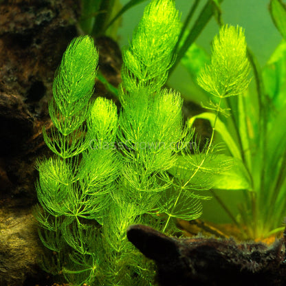 Bunch Hornwort