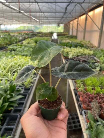 Alocasia Polly 'African Mask