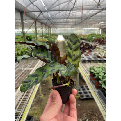 Calathea Rattlesnake – Wild-Patterned Prayer Plant