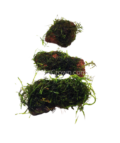 Java on a Lava! Java Moss on a Lava Rock