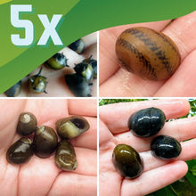 Assorted Nerite 5 Snails