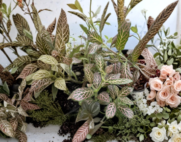 Pink Nerve Fittonia Live Plant Division – Striped Pink Veined Houseplant Cutting, Indoor Low-Growing Foliage Plant