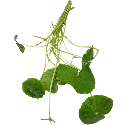 Brazilian Pennywort