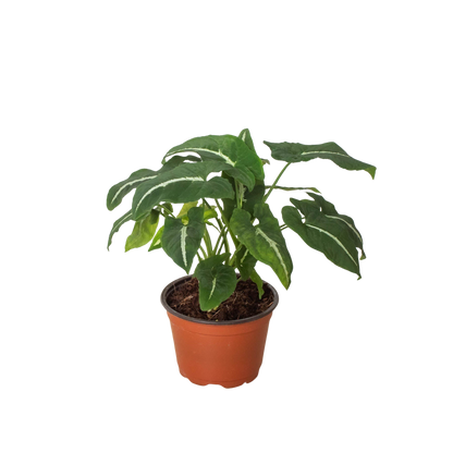 Syngonium wendlandii 'Black Velvet'