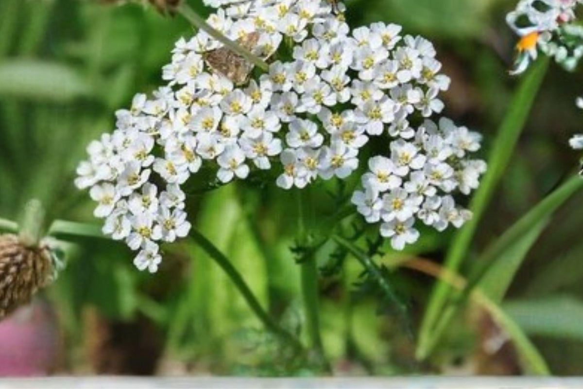 500 Western Yarrow Seeds Achillea millefolium occidentalis Drought-Tolerant Native Wildflower