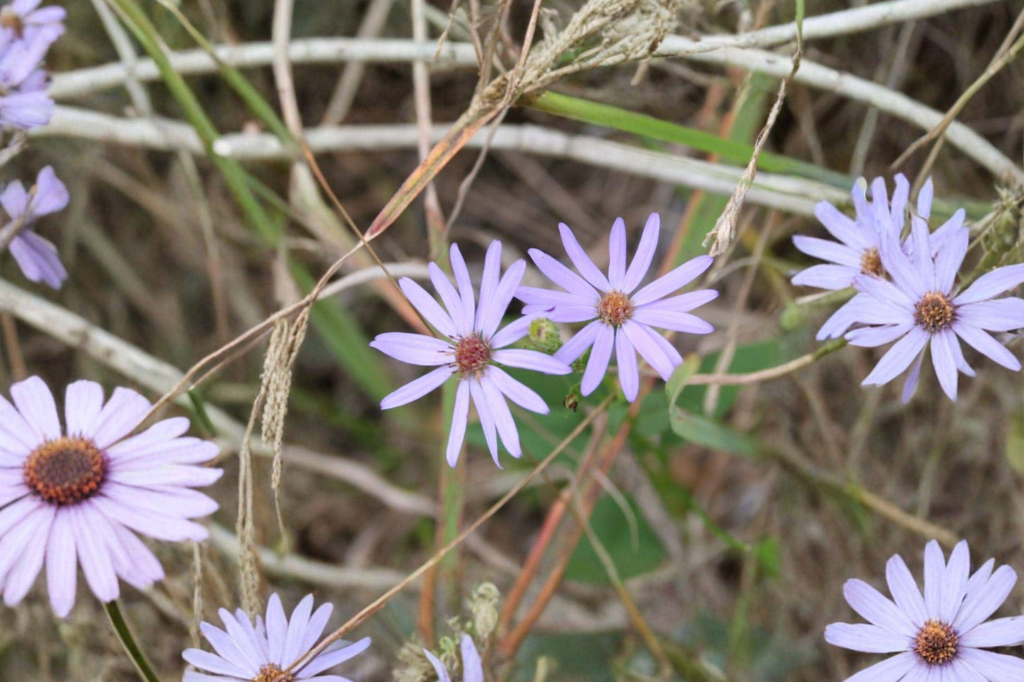 Sky Blue Aster Seeds – Symphyotrichum oolentangiense – Native Wildflower for Pollinators, Prairie Gardens, Late Season Blooms