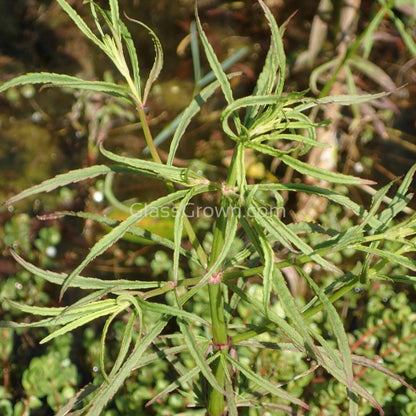 Grower's Choice Low Light Plants (6 Bunches)