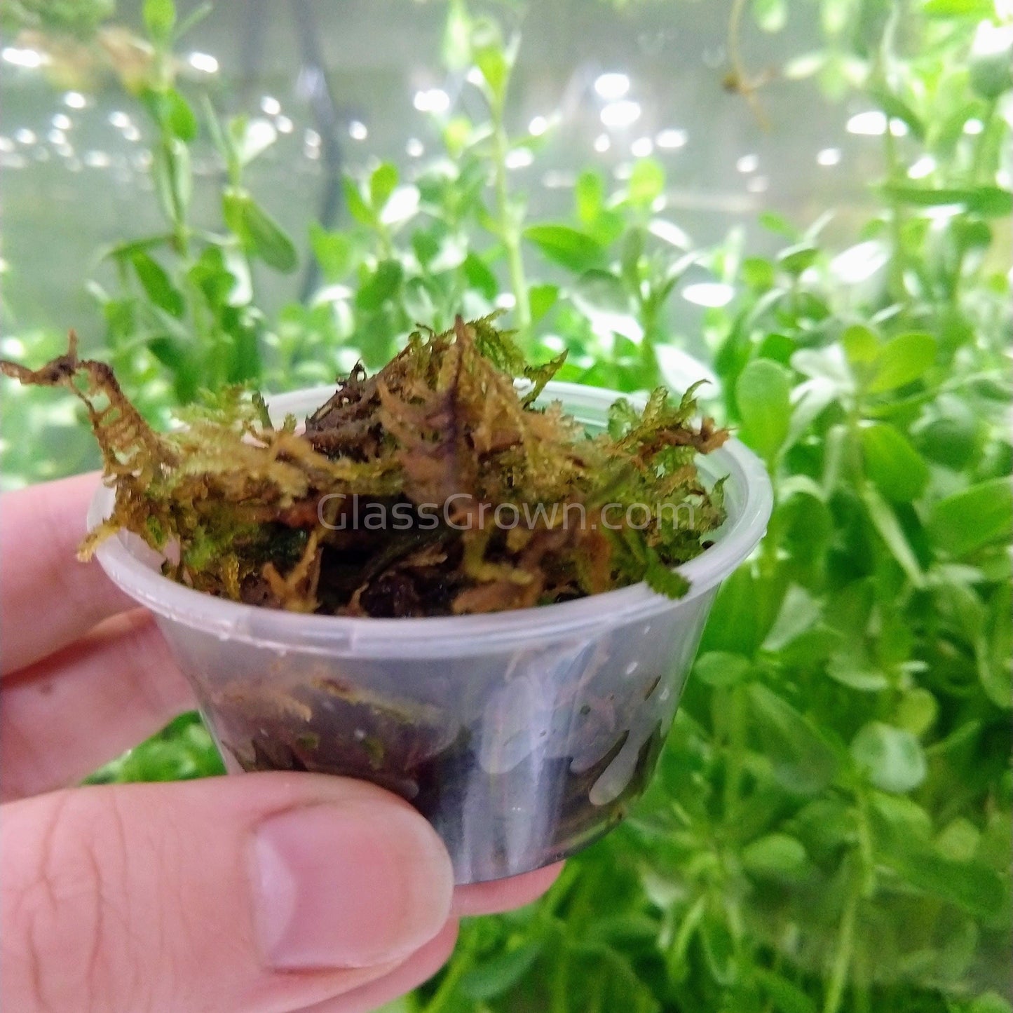 Christmas Moss 2oz Portion