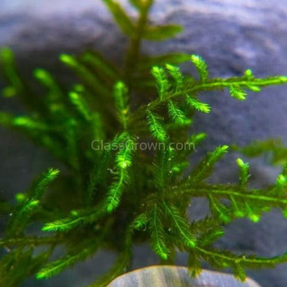 Christmas Moss 2oz Portion