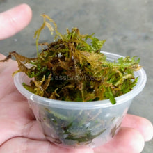 Java Moss 2oz Portion