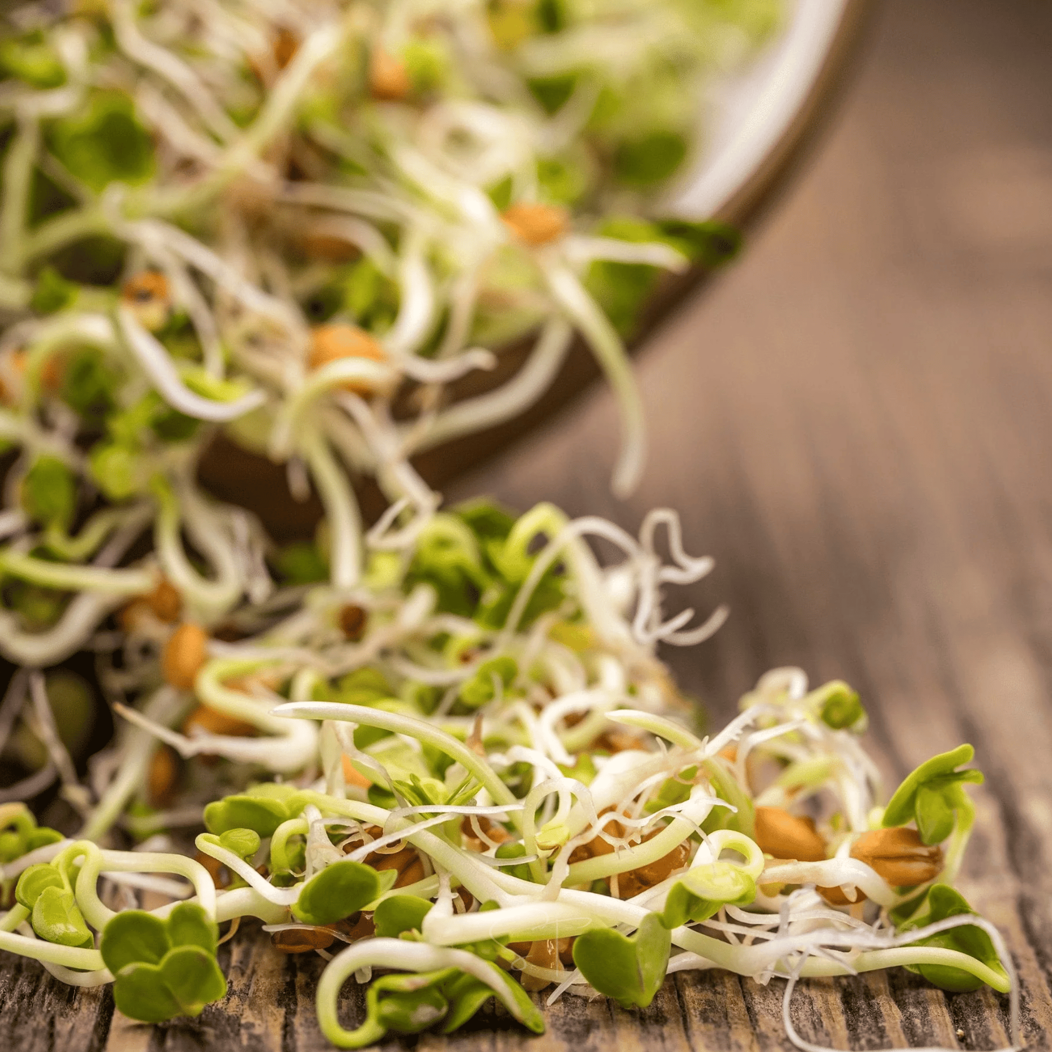 3 Part Sprout Mix – 1,000 Seeds – Walnut Creek Pets LLC