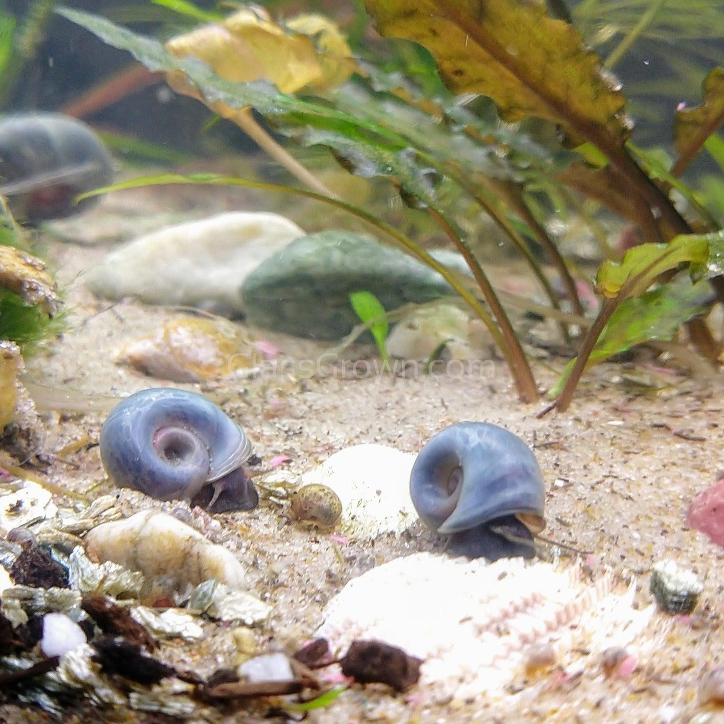 Colorful Algae Eater 30+ Combo Snail Pack