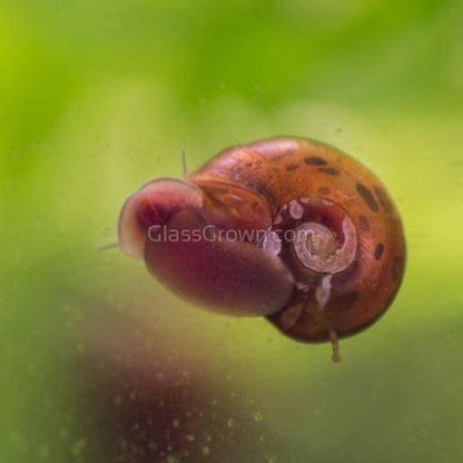 Colorful Algae Eater 30+ Combo Snail Pack