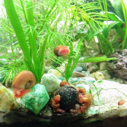Colorful Algae Eater 30+ Combo Snail Pack