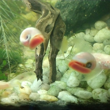Colorful Algae Eater 30+ Combo Snail Pack
