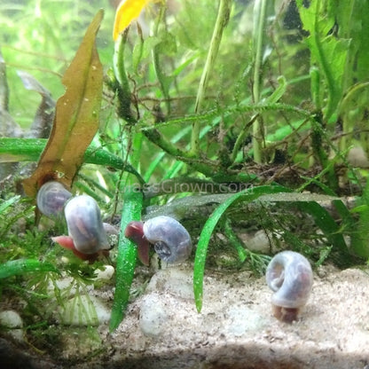 Colorful Algae Eater 30+ Combo Snail Pack
