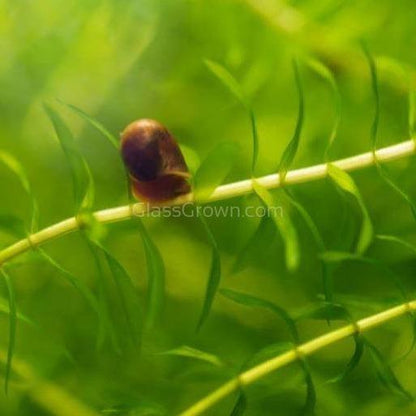 Colorful Algae Eater 30+ Combo Snail Pack