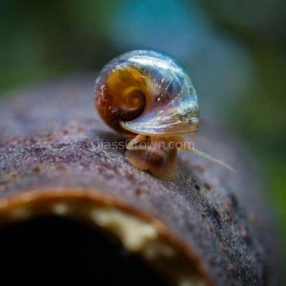 Colorful Algae Eater 30+ Combo Snail Pack