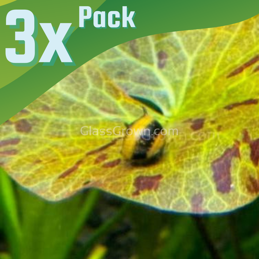 Bumblebee Horned Nerite Snail 3 Pack