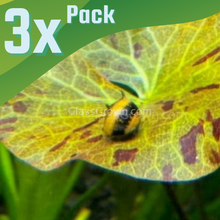 Bumblebee Horned Nerite Snail 3 Pack