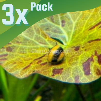 Bumblebee Horned Nerite Snail 3 Pack