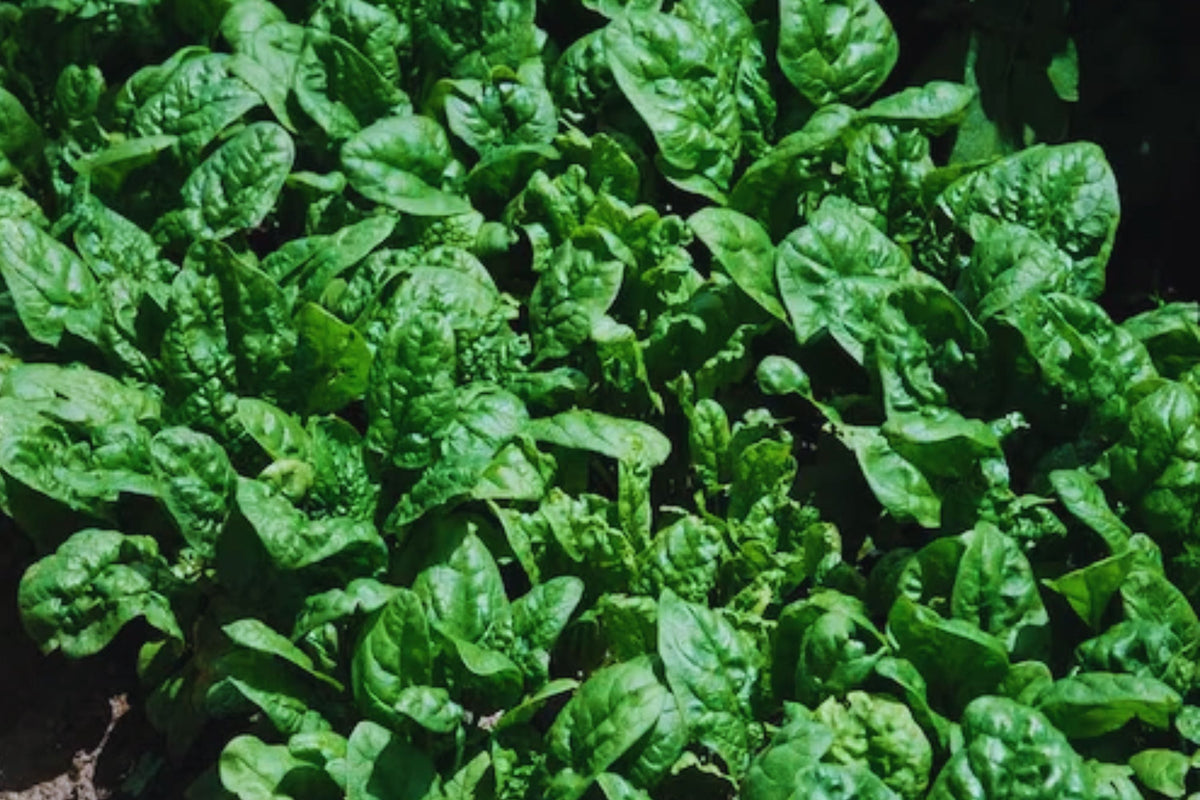 Giant Noble Spinach Seeds – Non-GMO Heirloom Organic Vegetable Garden Seeds – Spinacia oleracea
