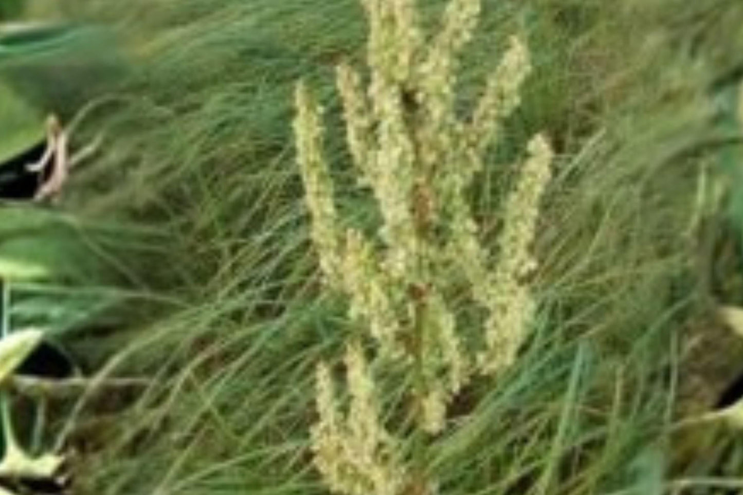 Rumex orbiculatus Water Dock Seeds – Wetland Plant for Ponds, Marsh Gardens & Habitat Restoration, Native North American Perennial