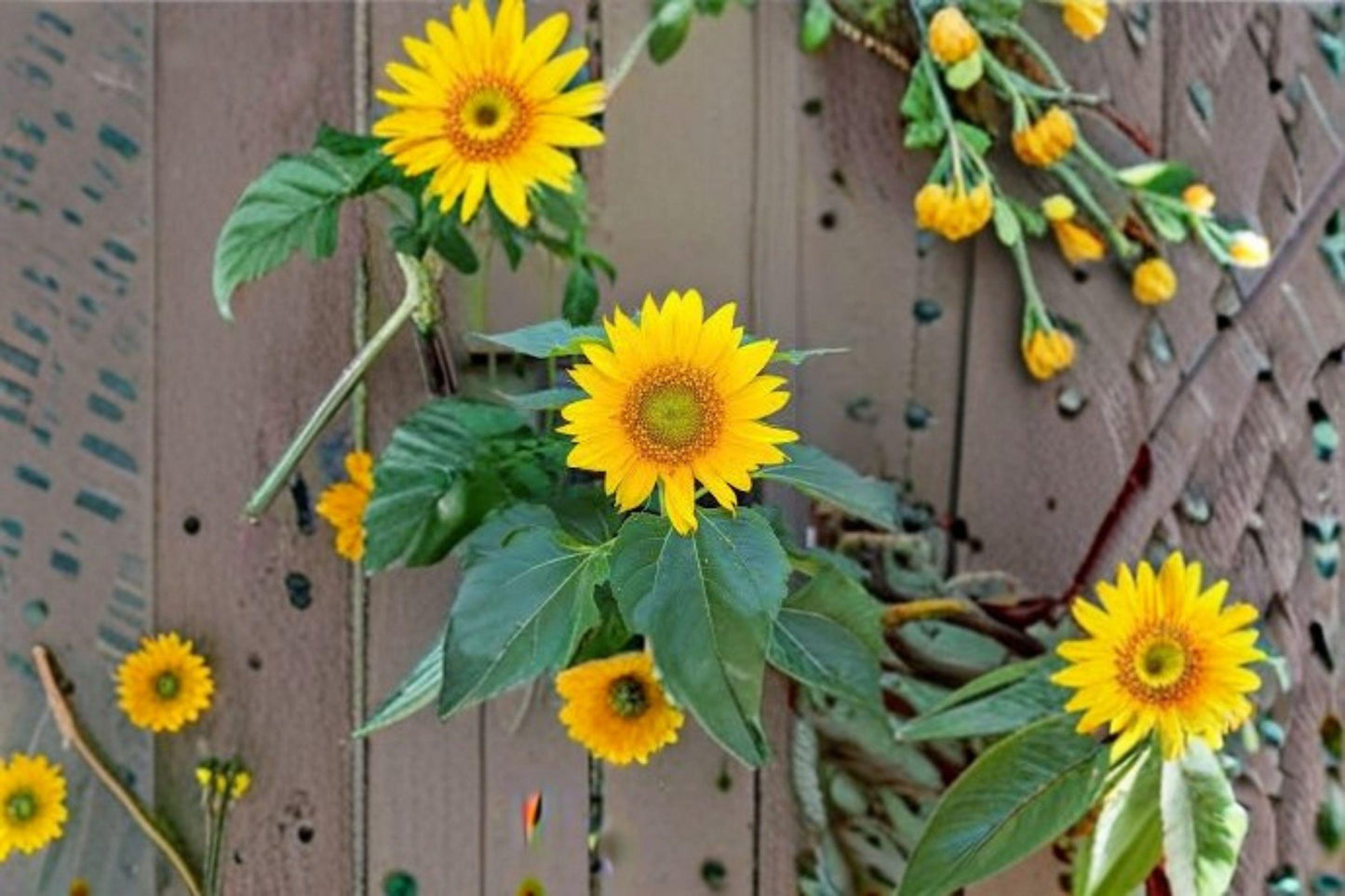 Sunspot Sunflower Seeds 1g | Dwarf Helianthus annuus for Pots & Garden Borders | Golden Yellow, Attracts Bees & Butterflies