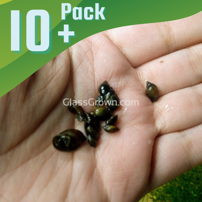 Feeder Snails