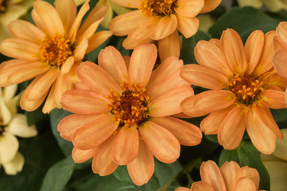 Profusion Apricot Zinnia Seeds – 100+ Heirloom Flower Seeds, , Drought-Tolerant, Pollinator & Cut Flower Garden