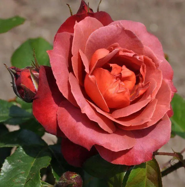 Super Rare Hot Cocoa Rose Cuttings – 3 Unrooted Floribunda Rosa ‘Hot Cocoa’ Smoky Orange-Brown
