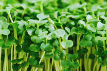 Broccoli Microgreen Seeds - 3oz Non-GMO - Heirloom Variety (Brassica oleracea) - USA Grown