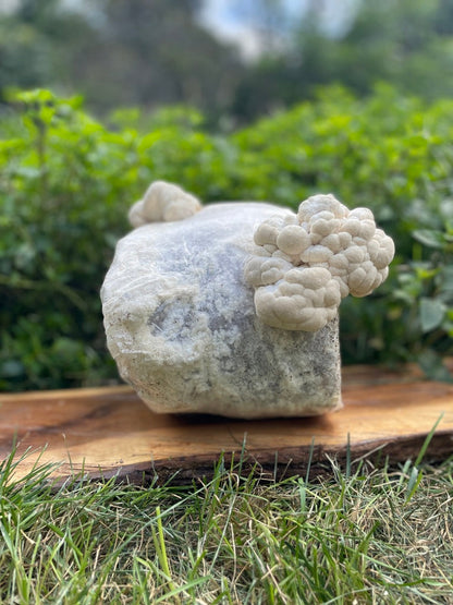 Organic Lion's Mane Mushroom Grow Kit