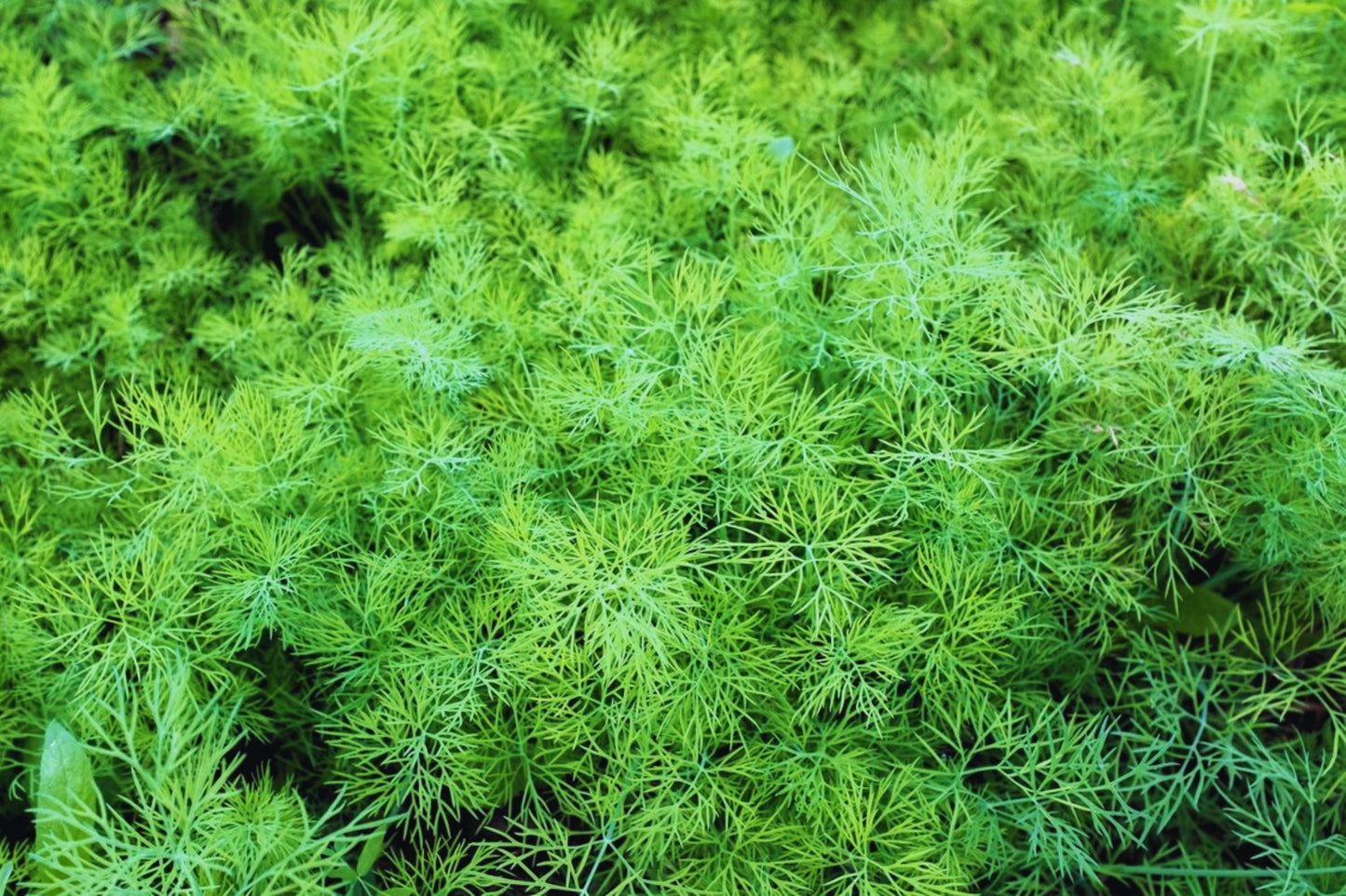 Dukat Dill Seeds - Non-GMO Anethum graveolens Herb Seeds for Garden & Culinary Use, USA Grown, Pack of 100