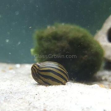 Assorted Nerite 5 Snails