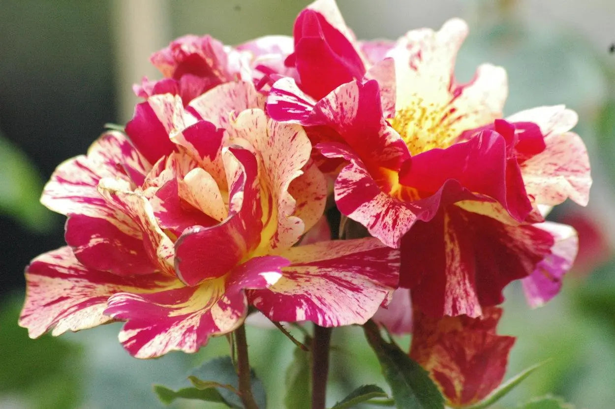 Super Rare Rosa ‘Degas’ Rose Cuttings – 3 Unrooted Strips for Rooting or Grafting, Striped Yellow-Red Rose Cultivar