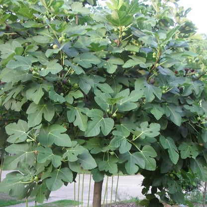 5 Fresh Fig Tree Cuttings (8" Each) – Organic Unrooted Cuttings from Fruiting Tree | Propagation, Grafting, Heirloom Fig Plant