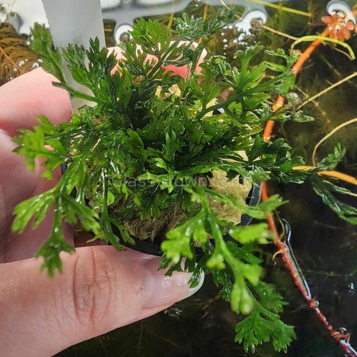Potted Mini Bolbitis Heteroclita