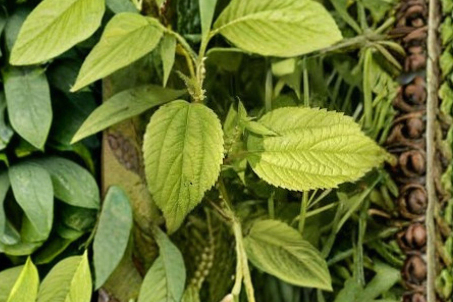 Smallspike False Nettle Seeds, Native Perennial, Boehmeria cylindrica, Moist Shade-Tolerant Wetland Plant, 100 Seeds