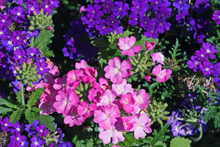 200 Verbena Violet Blue Lagoon Seeds, Perennial Flower, Electric Blue, Verbena bonariensis