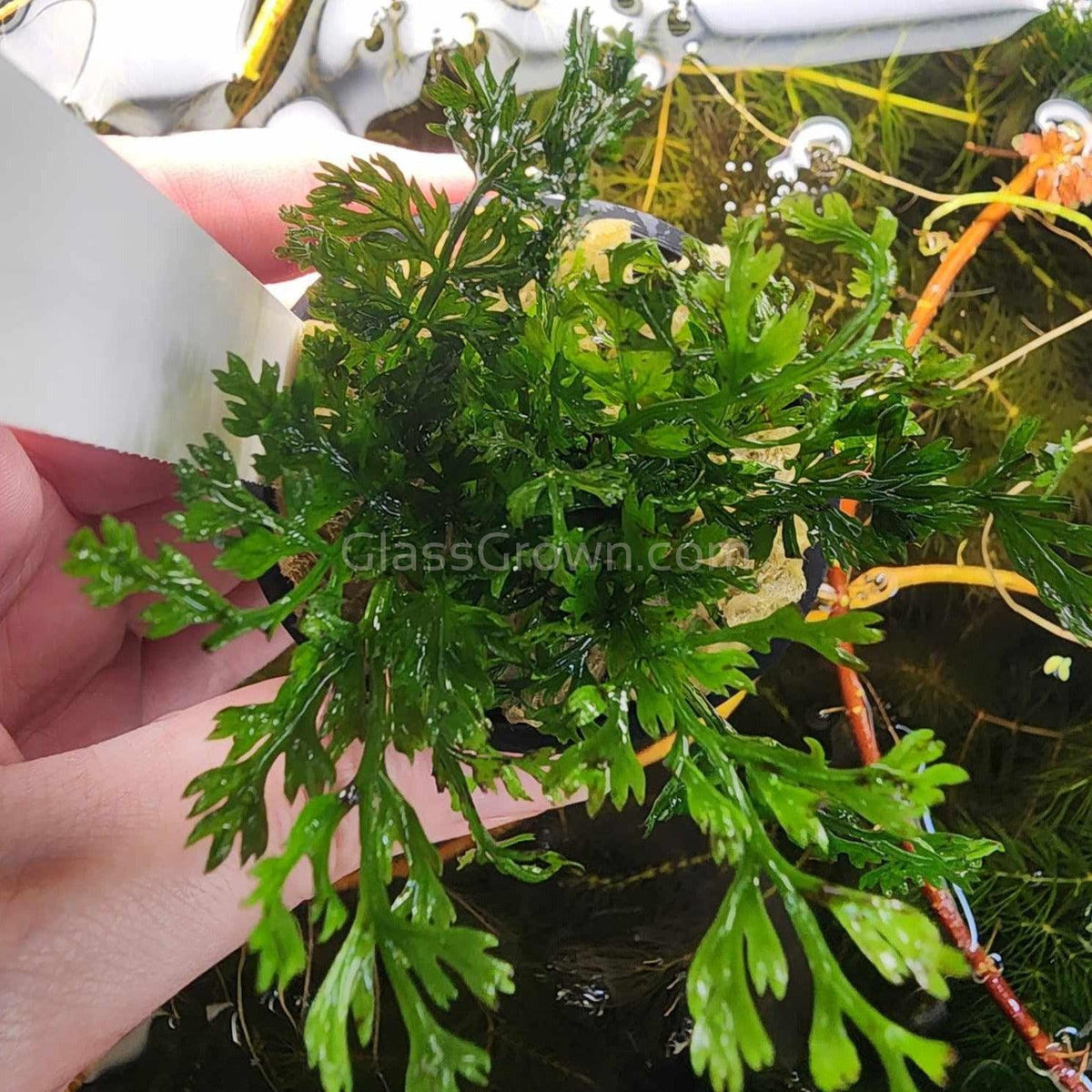 Potted Mini Bolbitis Heteroclita