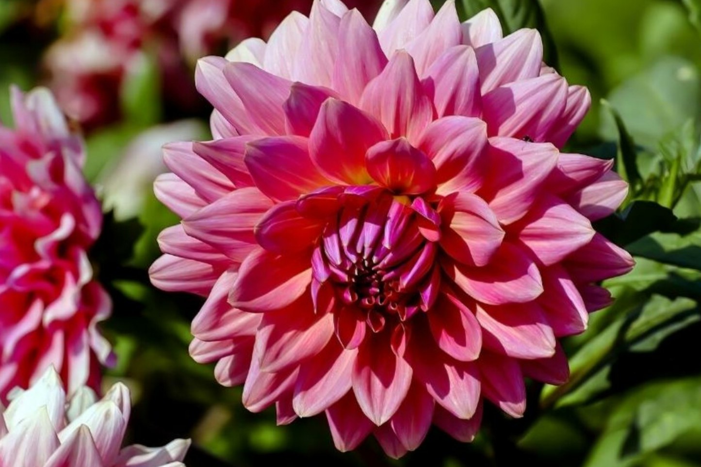 Dahlia Black Beauty Seeds - 8 Pack, Dark Mahogany Red Flowers, Dahlia pinnata, Annual