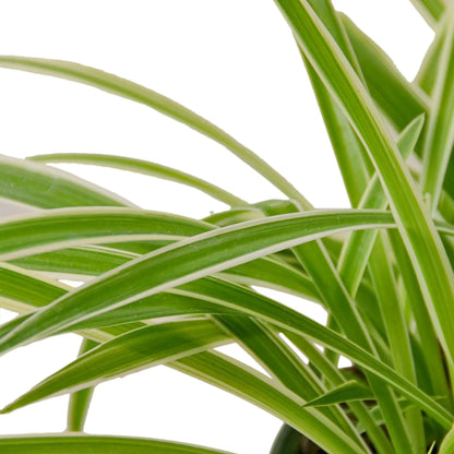 Reverse Spider Plant (Chlorophytum comosum) – Multiple Sizes & Pot Options