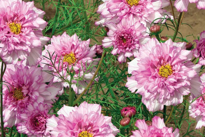Double Click Bicolor Rose Cosmos Seeds – 200+ Heirloom Flower Seeds, USA Grown, , Attracts Pollinators