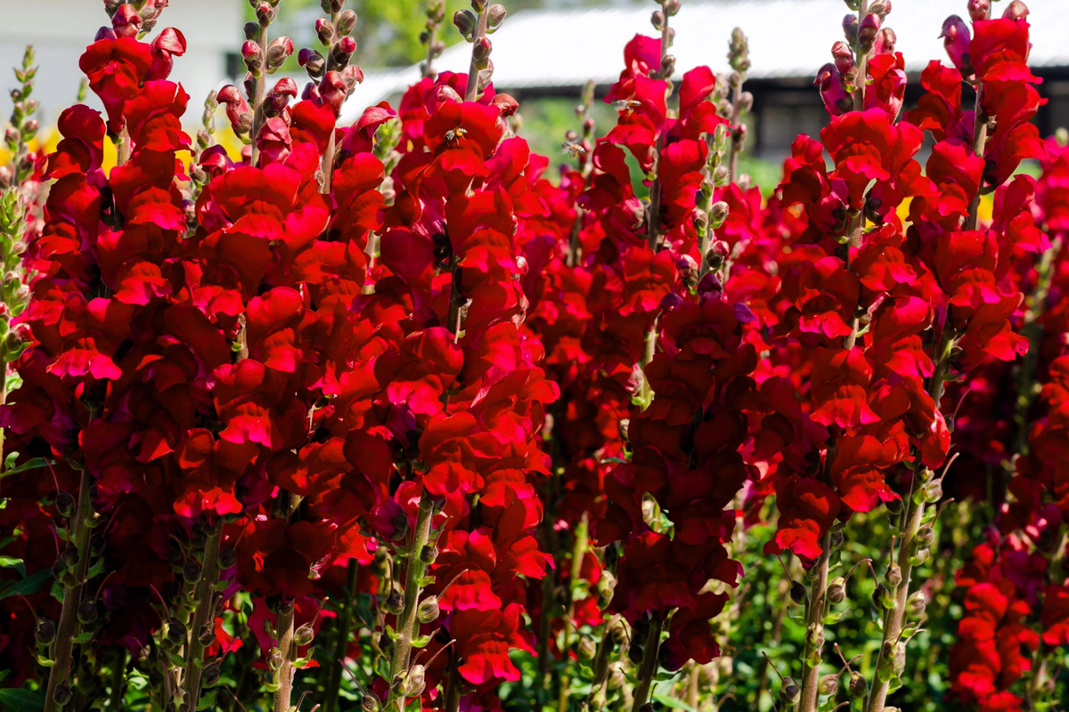 Red Snapdragon Seeds - 200 PCS Ruby Annual Flowers - Antirrhinum Majus Maximum Ruby