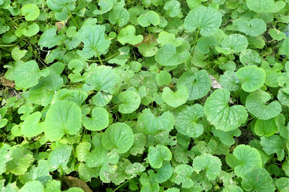 500 Purple FEBRUARY ORCHID Violet Cress Orychophragmus Violaceus 2" Flower Edible Vegetable Seeds